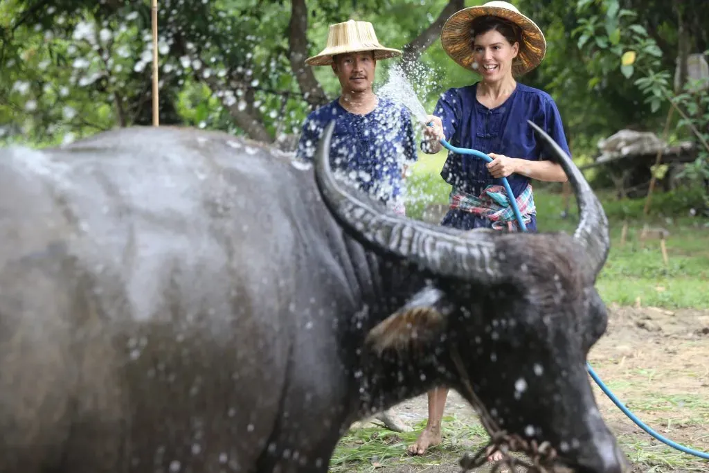 Buffalo farm activity at Hang Tueng Farm